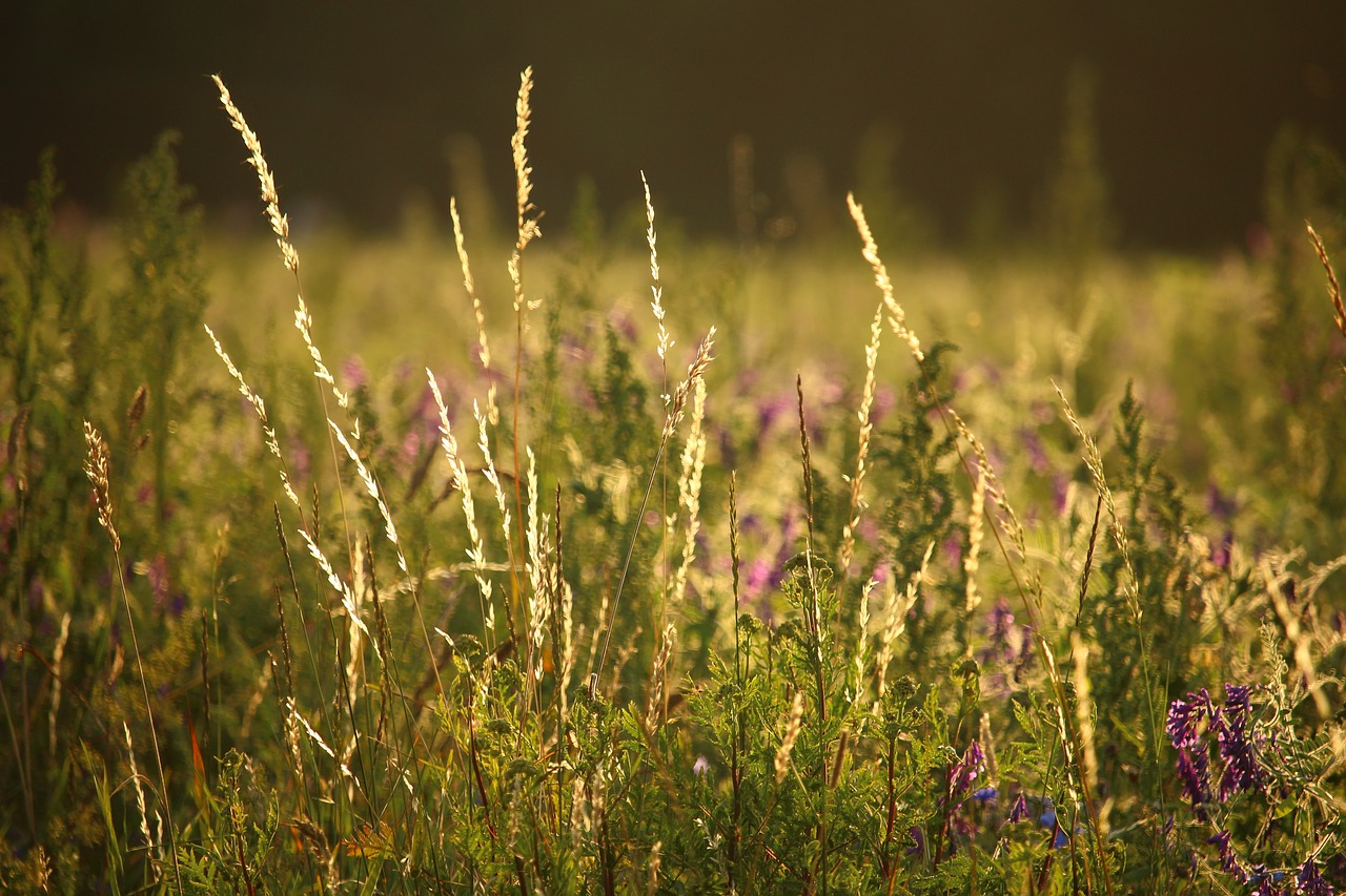 Meadow,  Ganyklos,  Kraštas Srityje,  Žolė,  Vasara,  Pobūdį,  Kraštovaizdis,  Kaimo,  Žemdirbystė,  Laukas