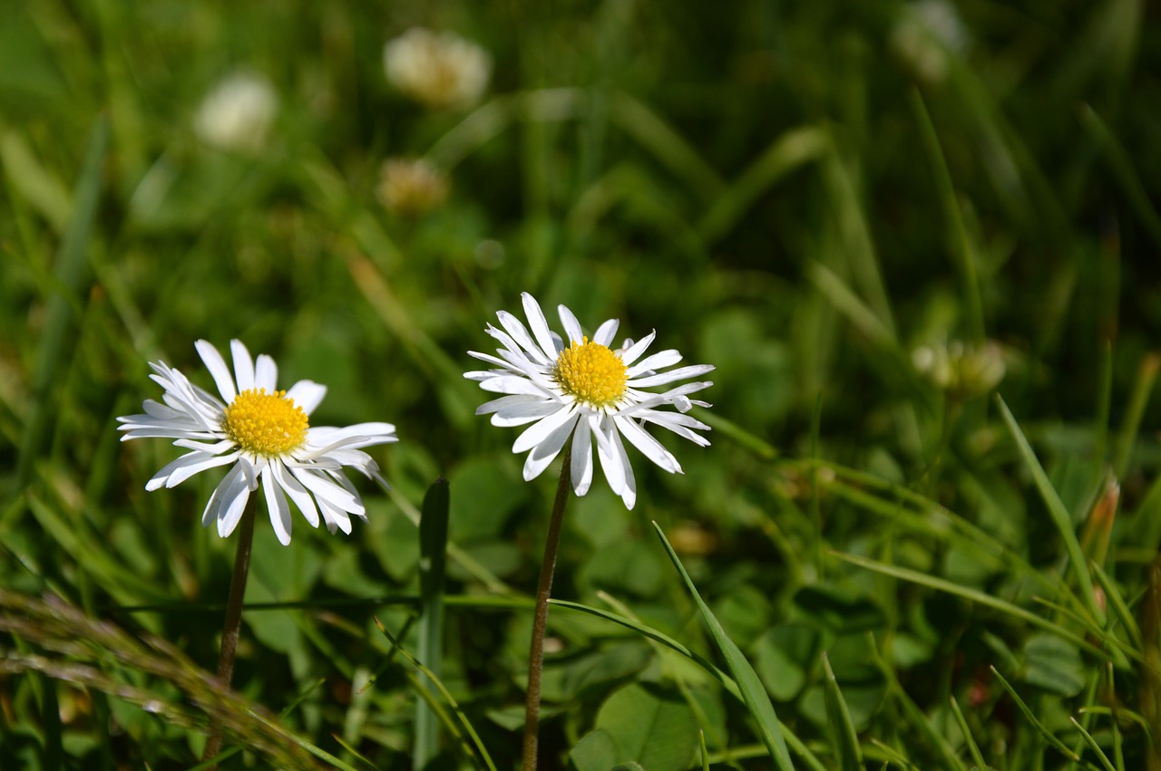 Meadow,  Daisy,  Gėlės,  Smailu Gėlių,  Laukinių Gėlių,  Žydi,  Vasara,  Gamta, Nemokamos Nuotraukos,  Nemokama Licenzija