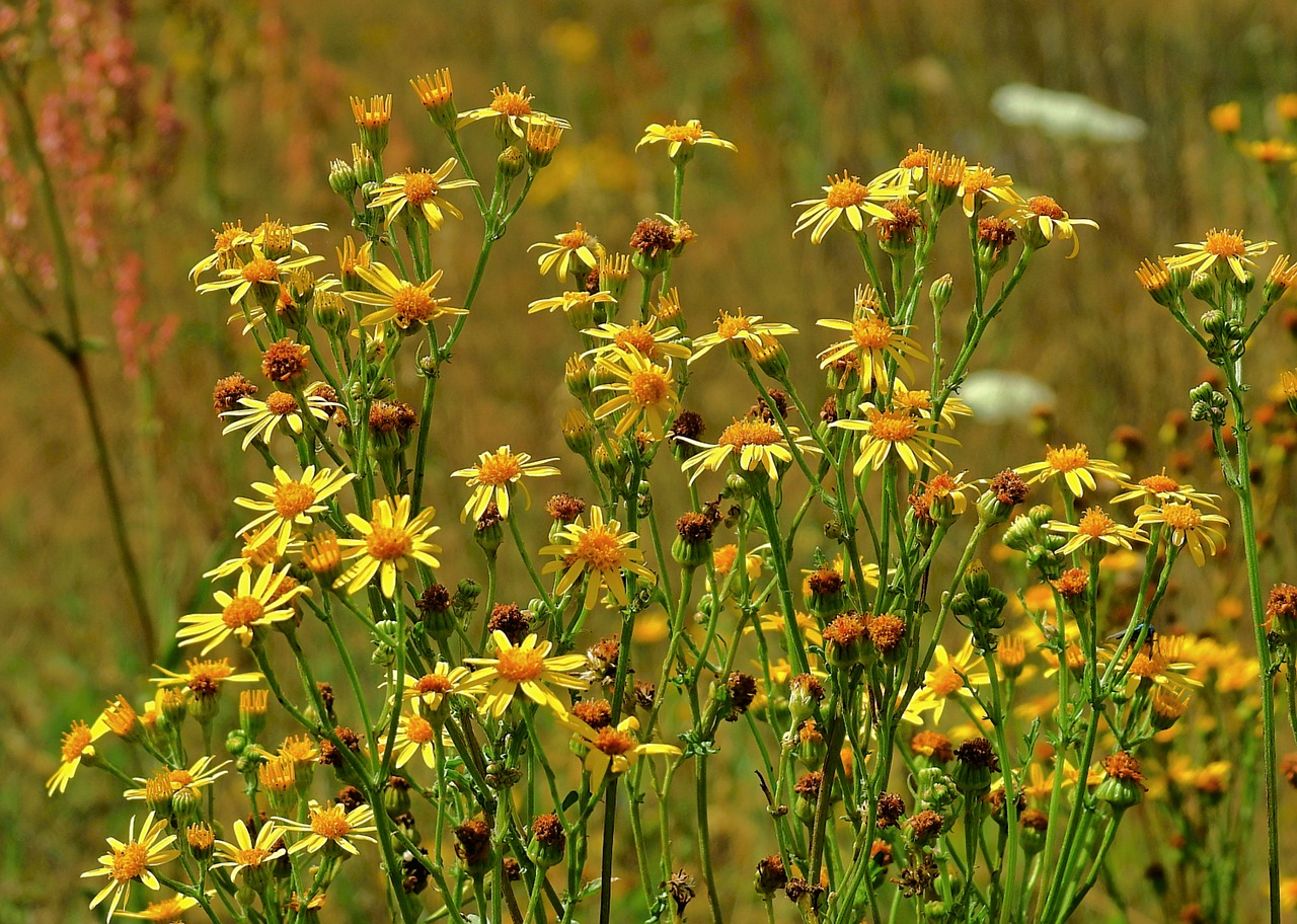 Meadow,  Gėlės,  Pobūdį,  Išsiaiškinti,  Geltona, Nemokamos Nuotraukos,  Nemokama Licenzija