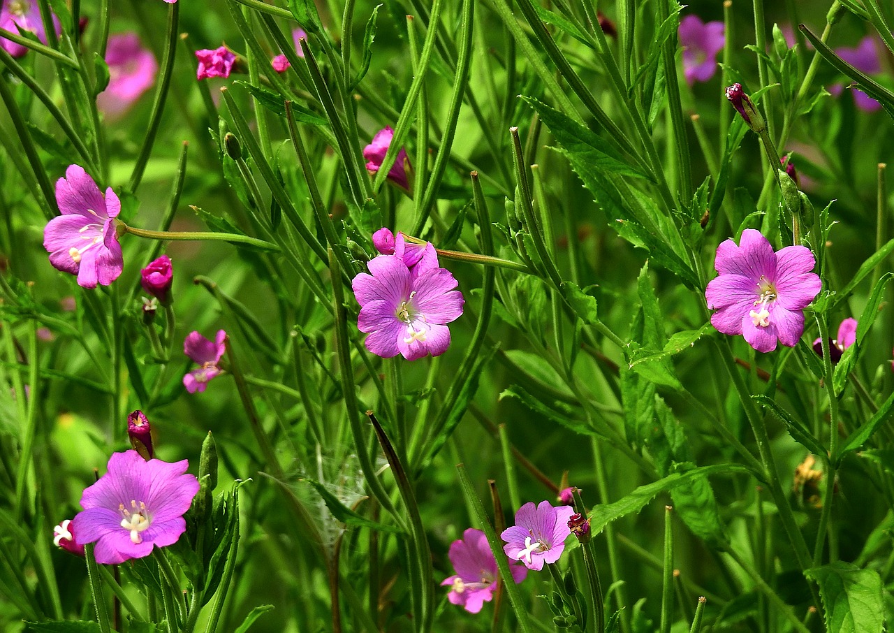 Meadow,  Gėlės,  Pobūdį,  Vasara, Nemokamos Nuotraukos,  Nemokama Licenzija