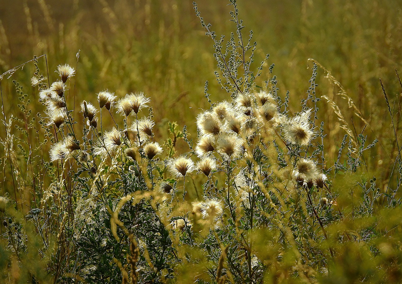 Meadow,  Usnis,  Išsiaiškinti,  Vasara, Nemokamos Nuotraukos,  Nemokama Licenzija