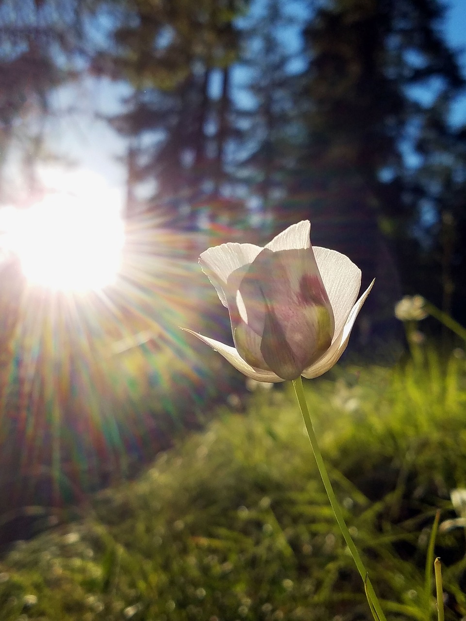 Meadow,  Gėlė,  Wildflower,  Saulės Šviesa,  Vasara,  Pobūdį,  Žiedas,  Žolė,  Žydėjimas, Nemokamos Nuotraukos