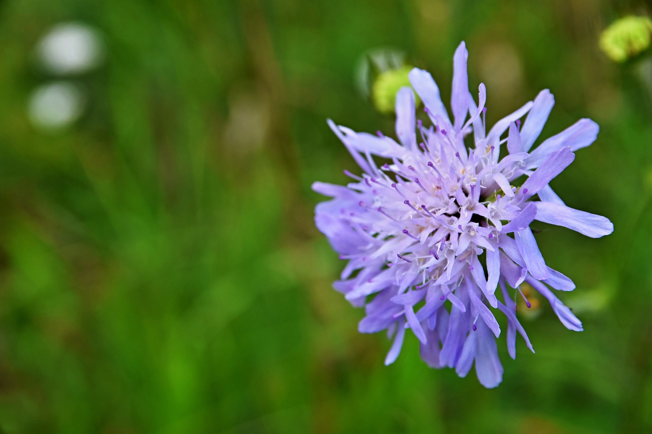 Meadow,  Vasara,  Mėlyna,  Gėlė,  Žolė,  Lauke,  Iš Grožis, Nemokamos Nuotraukos,  Nemokama Licenzija