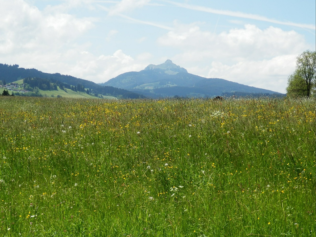 Pieva, Allgäu, Apželdintas, Panorama, Kalnai, Perspektyva, Gėlės, Laukinės Gėlės, Žolė, Gamta