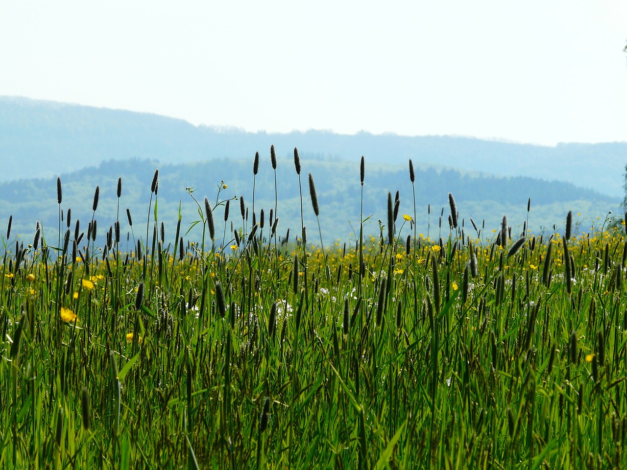 Pieva, Žolė, Aštraus Gėlė, Gamta, Idilija, Žolės, Žolės Žolės, Nemokamos Nuotraukos,  Nemokama Licenzija