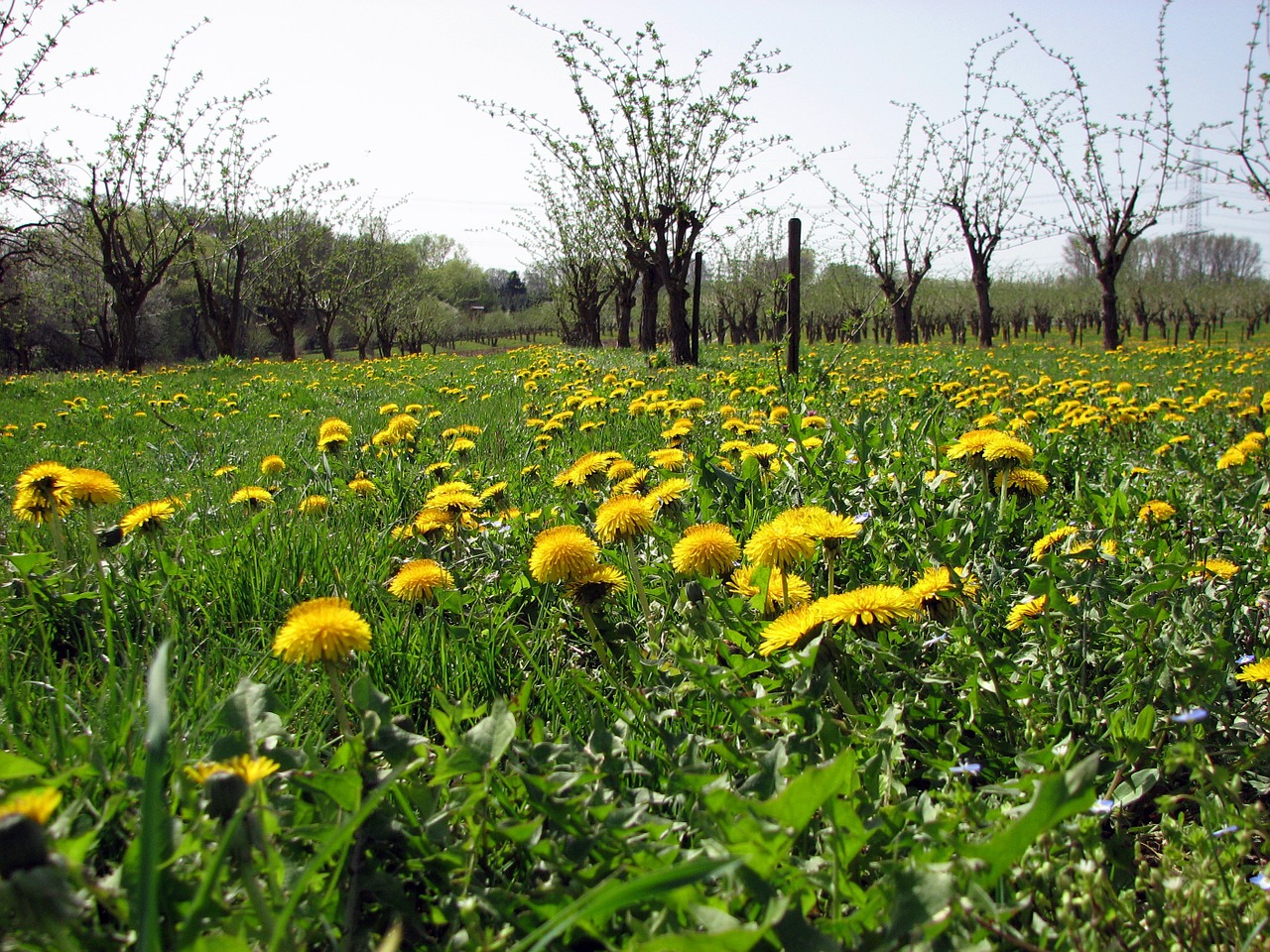 Pieva, Kiaulpienė, Geltona, Plantacija, Nemokamos Nuotraukos,  Nemokama Licenzija