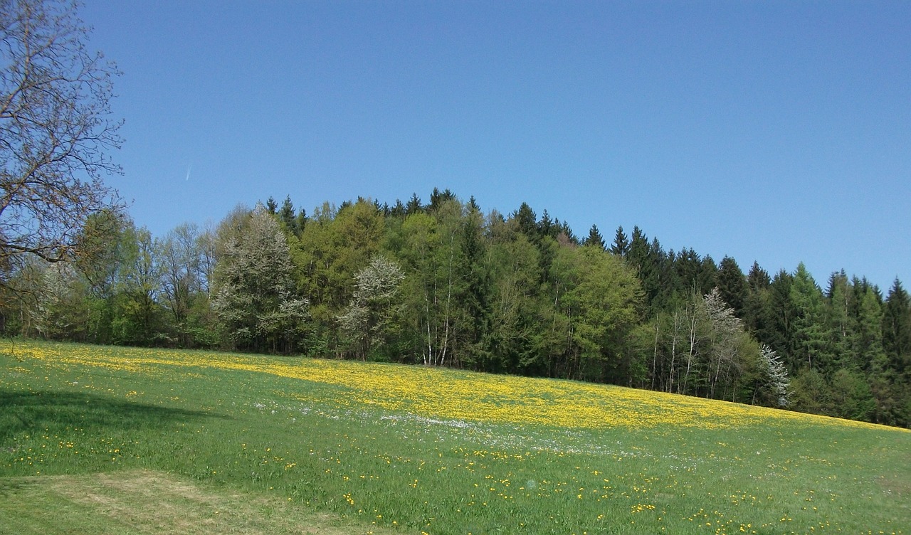 Pieva, Miškas, Gamta, Žalias, Gėlės, Kraštovaizdis, Medžiai, Vasara, Nemokamos Nuotraukos,  Nemokama Licenzija