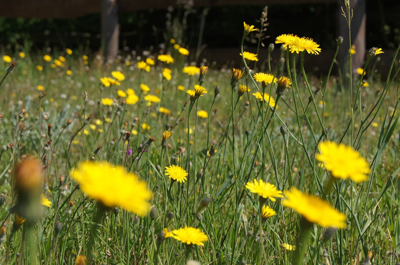 Pieva, Gėlės, Žolė, Gamta, Gėlė, Vasara, Sonchus Oleraceus, Geltona, Laukinės Gėlės, Grožis