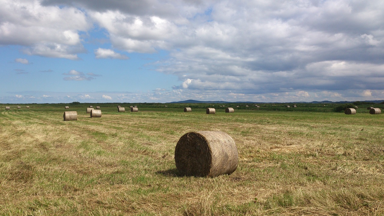 Pieva, Kukurūzai, Dangus, Derlius, Kaminai, Sausa Žolė, Provence, Gamta, Žolė, Nemokamos Nuotraukos