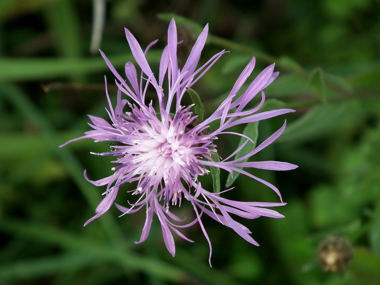 Pieva, Violetinė, Gėlė, Žiedas, Žydėti, Vasara, Aštraus Gėlė, Pievos Knapweed, Violetinė, Nemokamos Nuotraukos