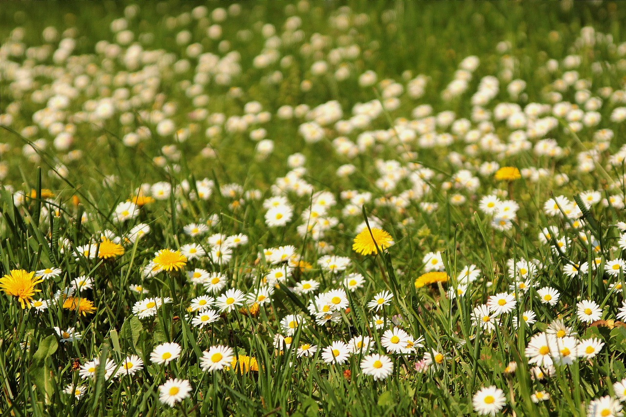 Pieva,  Gėlių Pieva,  Daisy,  Kiaulpienis, Nemokamos Nuotraukos,  Nemokama Licenzija