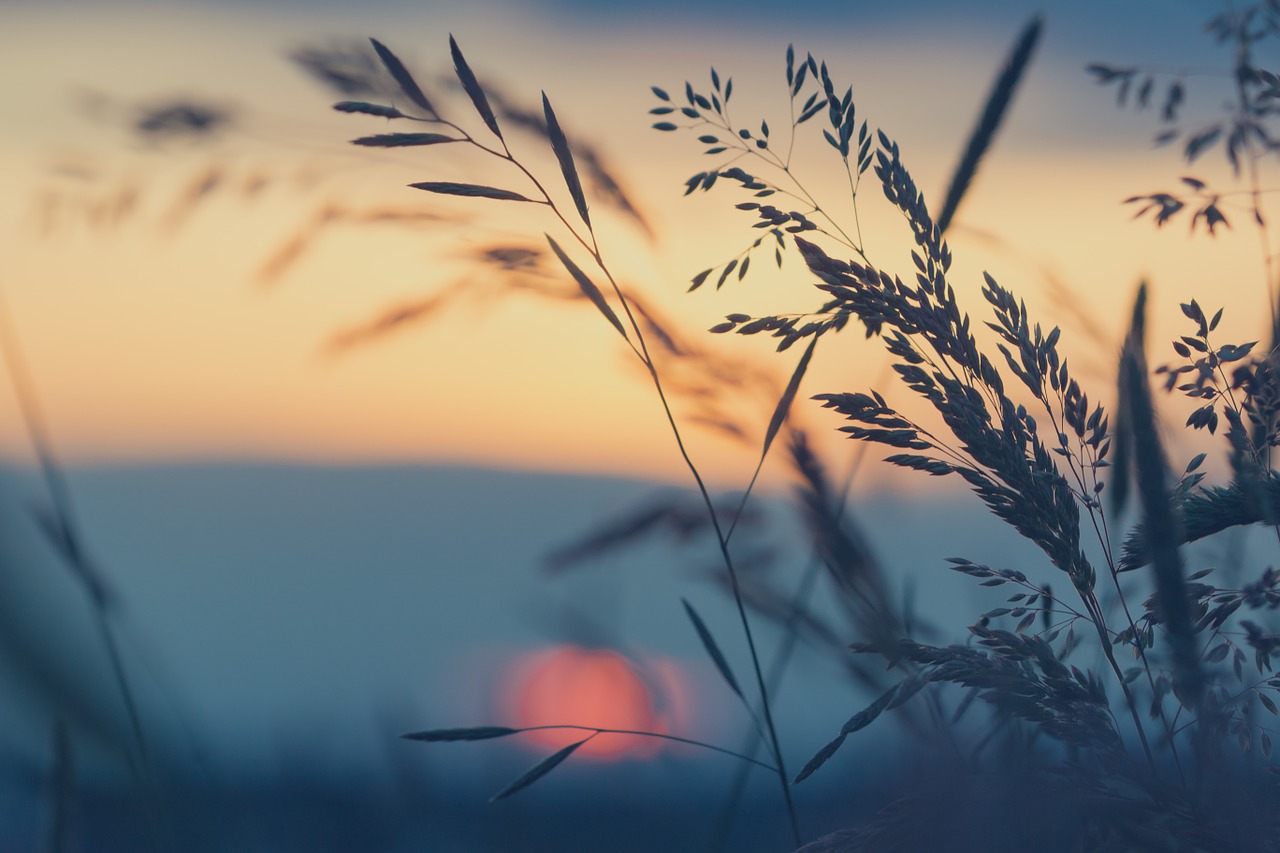 Pieva, Žolės, Saulėlydis, Gamta, Žolės Mentė, Žolė, Vasara, Vakaras, Augalas, Abendstimmung