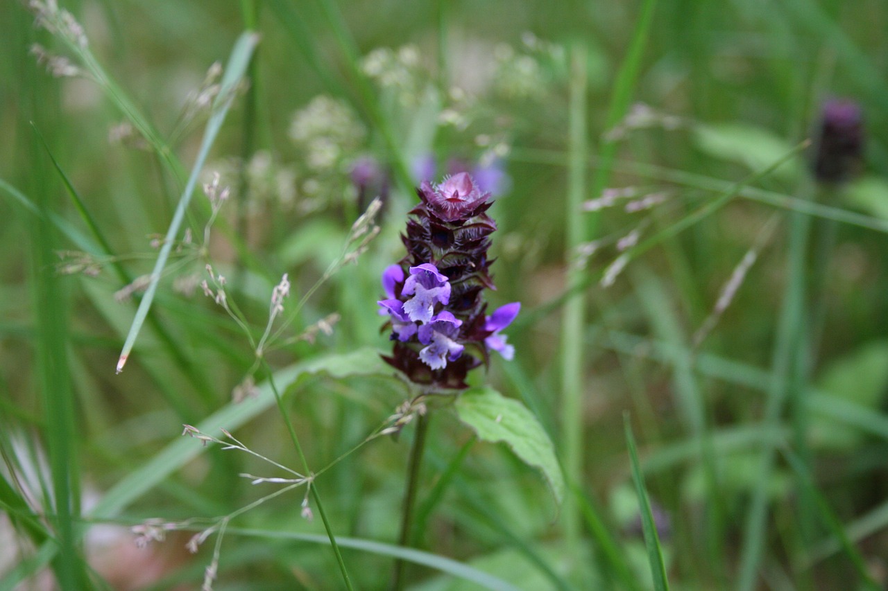 Pieva, Gėlė, Violetinė, Laukinės Gėlės, Gamta, Gėlės, Nemokamos Nuotraukos,  Nemokama Licenzija