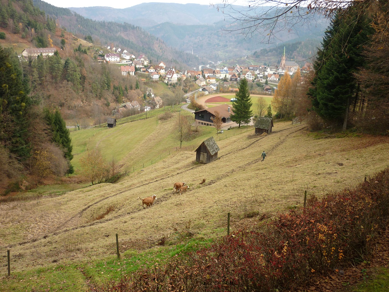 Pieva, Slėnis, Ganykla, Žygiai, Vokietija, Žolė, Miškas, Nacionalinis Parkas, Kietas, Alm