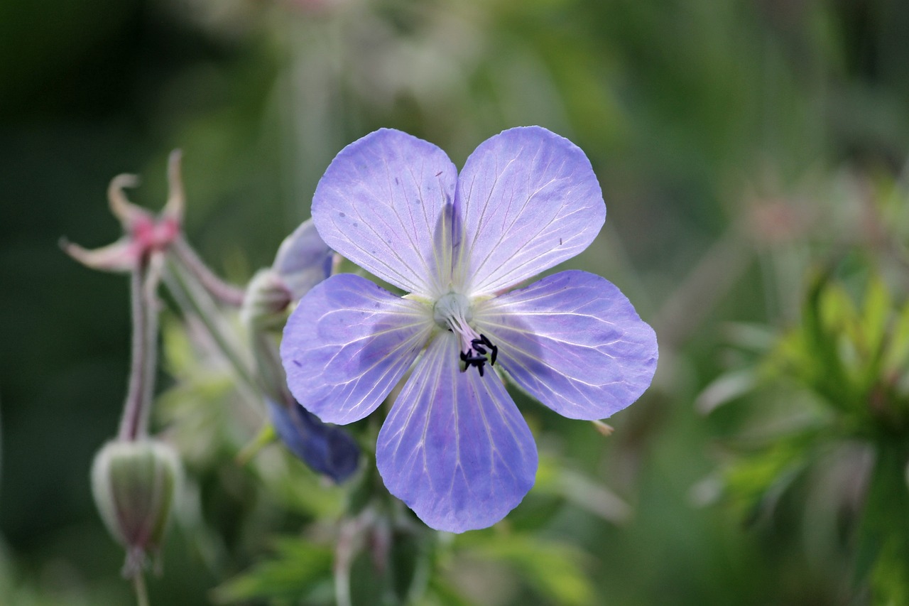 Pjovimo Kranai, Cranebill, Geranium, Geranium Greenhouse, Mėlyna Violetinė, Augalas, Tuti, Violetinė, Spalva, Gamta