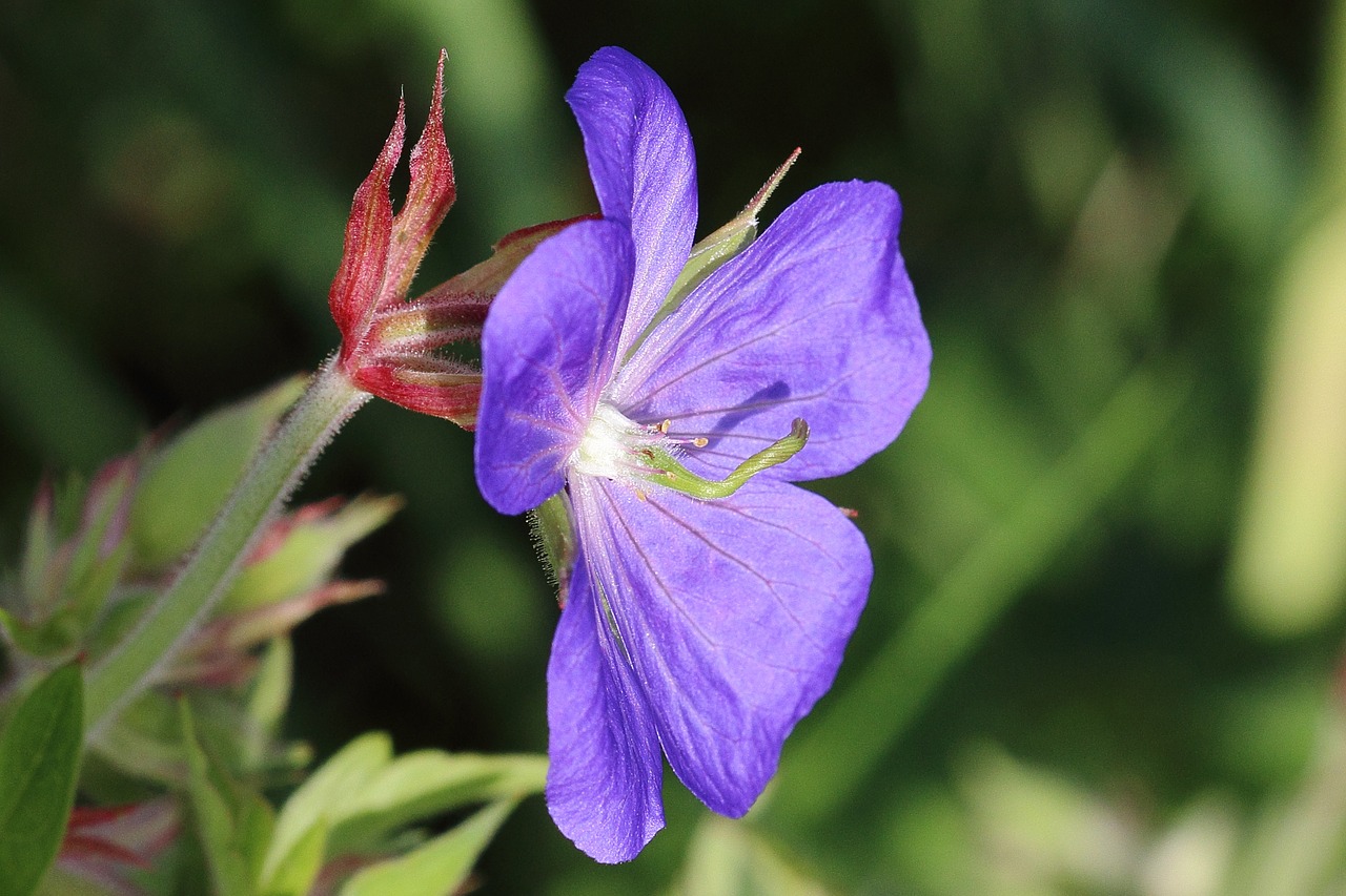 Pjovimo Kranai,  Žiedas,  Žydėti,  Violetinė,  Makro,  Viešas Įrašas,  Gamta Wegesrand, Nemokamos Nuotraukos,  Nemokama Licenzija