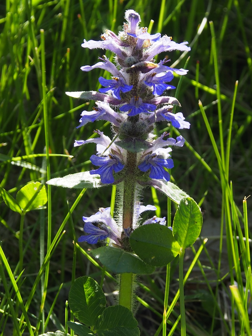 Meadow Gėlės,  Mėlyna,  Gėlė,  Mėlynos Gėlės, Nemokamos Nuotraukos,  Nemokama Licenzija