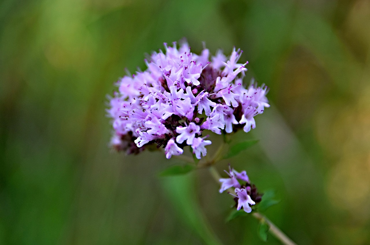 Pieva Gėlės,  Gėlė,  Meadow,  Žolė,  Vasara,  Gamta, Nemokamos Nuotraukos,  Nemokama Licenzija