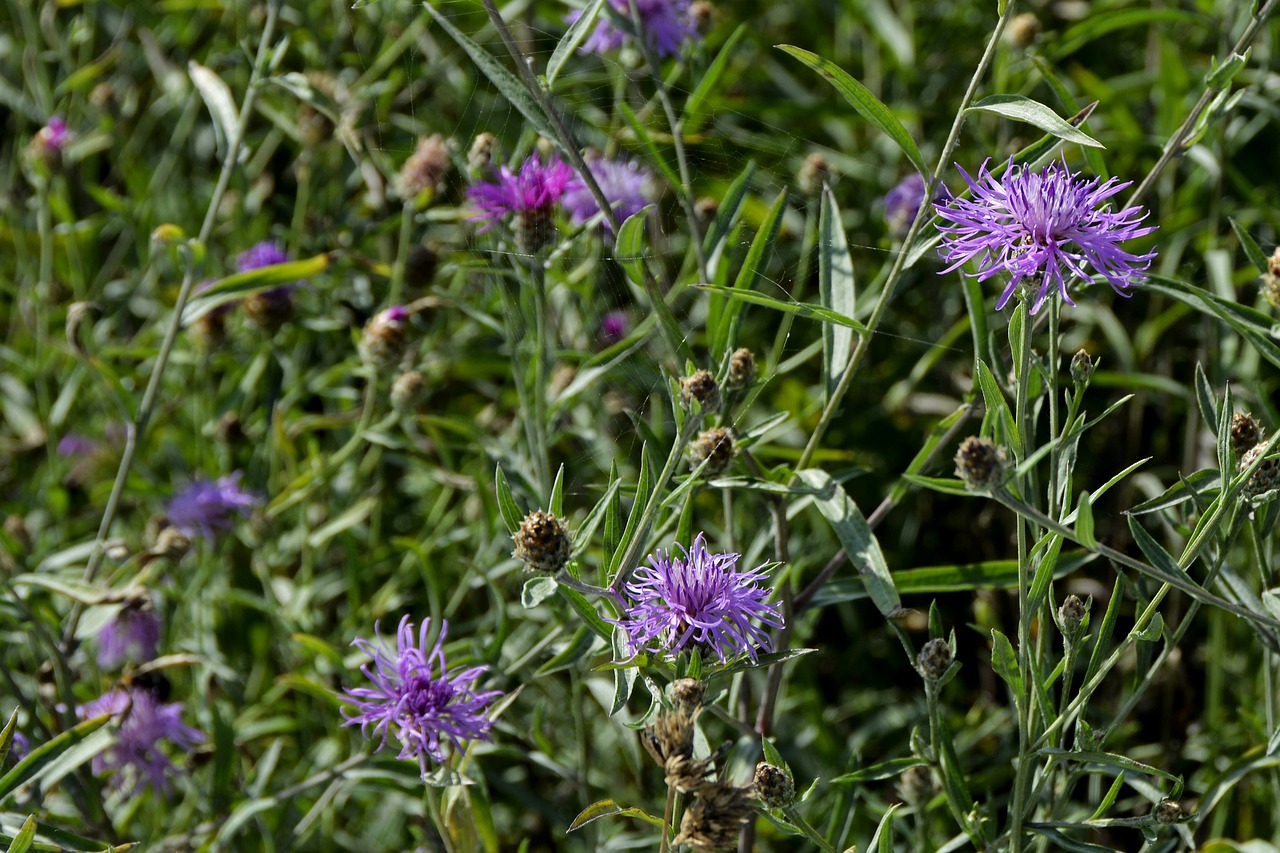 Pieva Shui,  Gėlė,  Augalų,  Žiedas,  Žydi,  Fransig,  Meadow,  Violetinė,  Susidėvėjęs,  Floros