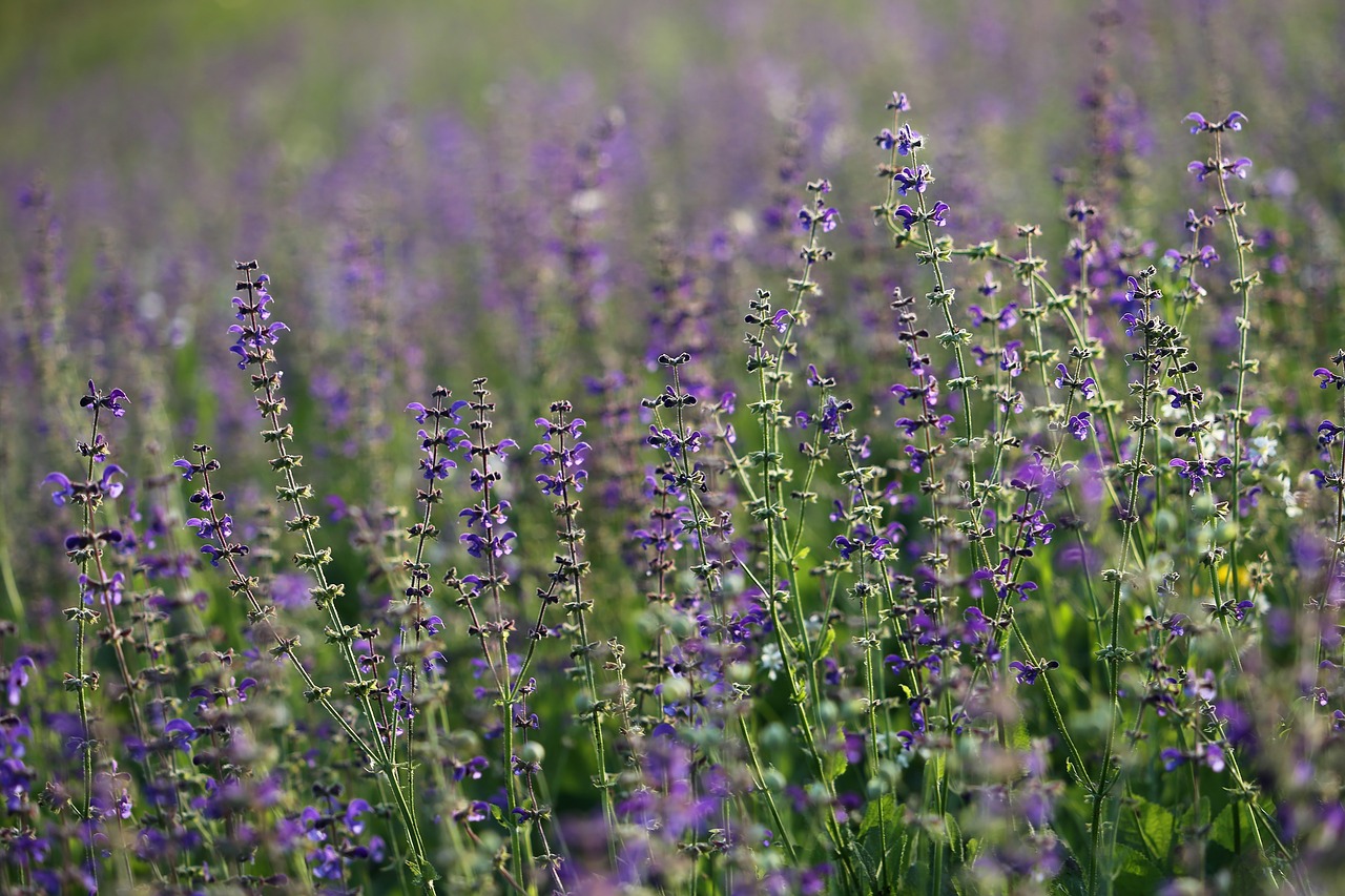 Pieva Šalavijas,  Salvia Pratensis,  Gėlė,  Mėlyna,  Violetinė,  Žalias,  Spalvinga,  Meadow,  Apšvietimas,  Lauko