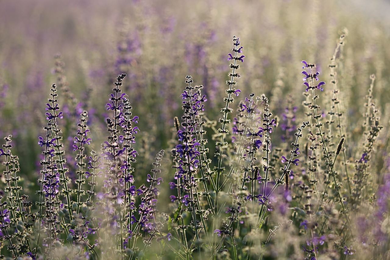 Pieva Šalavijas,  Salvia Pratensis,  Gėlė,  Mėlyna,  Violetinė,  Žalias,  Spalvinga,  Meadow,  Lauko,  Apšvietimas