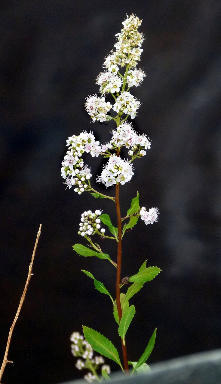 Pievos Saldžios, Augalas, Gėlė, Spirea Alba, Nemokamos Nuotraukos,  Nemokama Licenzija