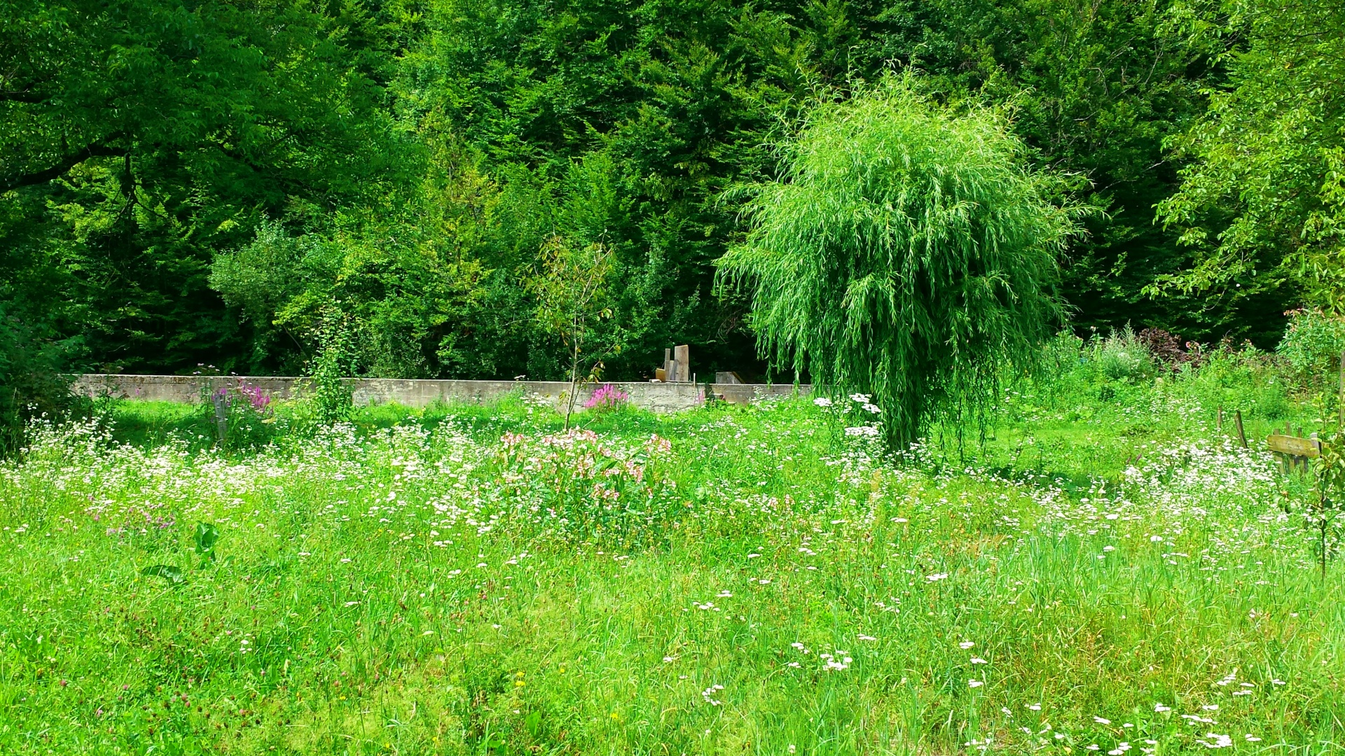 Žalias,  Pieva,  Medis,  Žolė,  Žolės,  Šviežias,  Gamta,  Kaimas,  Siena,  Betonas