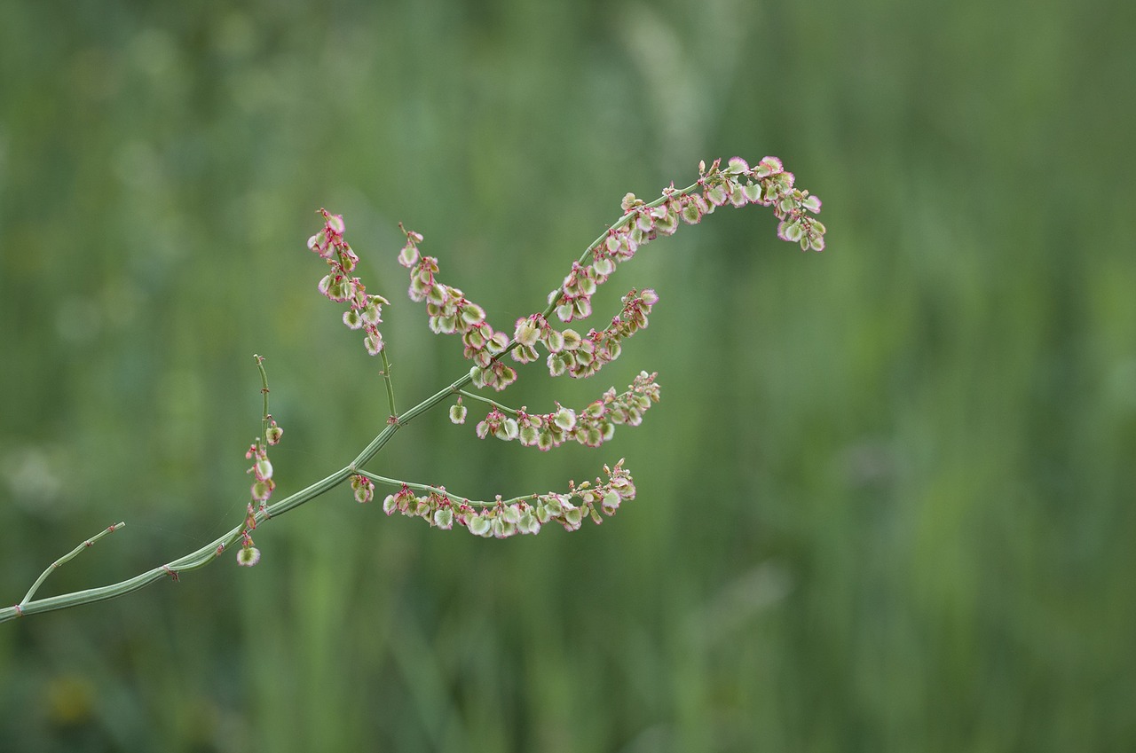 Pievos Sauerampfer, Rūgštynė, Polygonaceae, Augalas, Gamta, Pieva, Uždaryti, Laukinės Daržovės, Vaistinis Augalas, Nemokamos Nuotraukos