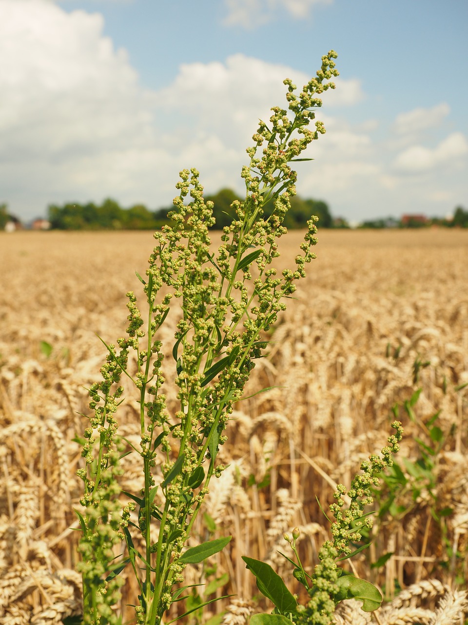 Pievos Sauerampfer, Rūgštynė, Žiedynas, Ant Vynmedžio, Žalias, Nesubrendusio, Rumex Acetosa, Didelis Sauerampfer, Rūgštinis, Polygalas