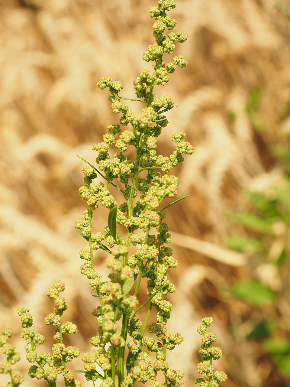 Pievos Sauerampfer, Rūgštynė, Žiedynas, Ant Vynmedžio, Žalias, Nesubrendusio, Rumex Acetosa, Didelis Sauerampfer, Rūgštinis, Polygalas