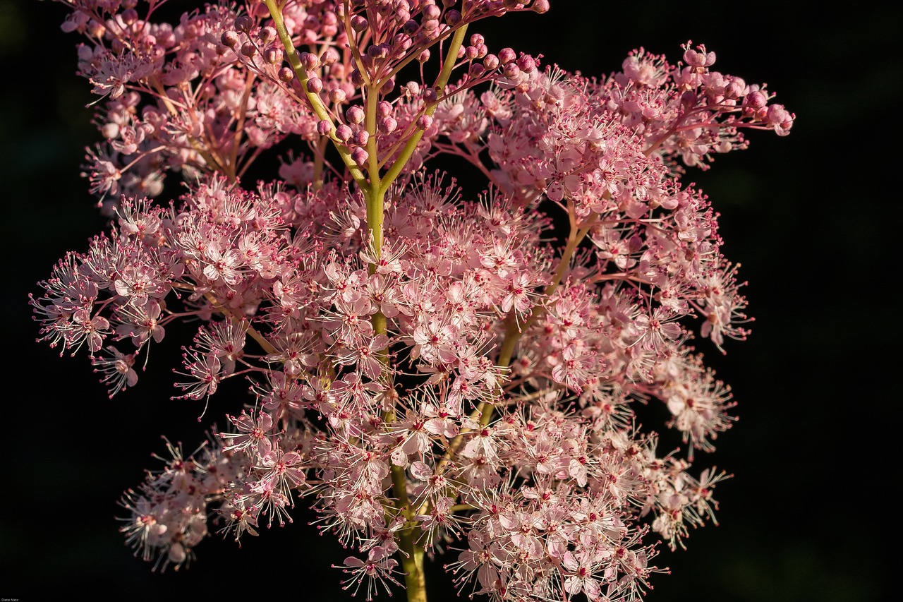 Meadowsweet, Žiedas, Žydėti, Gėlė, Rožių Šeimos, Pilnas Lašas, Augalas, Rožinis, Žiedynas, Nemokamos Nuotraukos