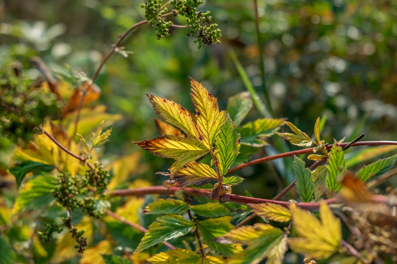 Meadowsweet, Augalas, Laukinė Gėlė, Laukinis Augalas, Žydėti, Lapai, Nemokamos Nuotraukos,  Nemokama Licenzija