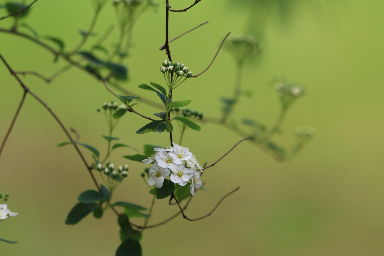 Meadowsweet,  Krūmas,  Pobūdį,  Balta Gėlė,  Augalas, Nemokamos Nuotraukos,  Nemokama Licenzija