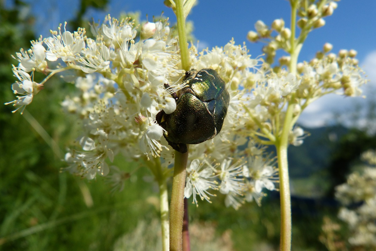 Meadowsweet, Rožių Vabalas, Gėlės, Nemokamos Nuotraukos,  Nemokama Licenzija