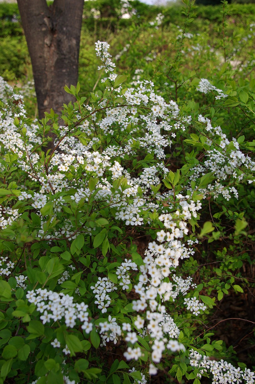 Meadowsweet Gėlė, Pavasario Gėlės, Balta Gėlė, Nemokamos Nuotraukos,  Nemokama Licenzija