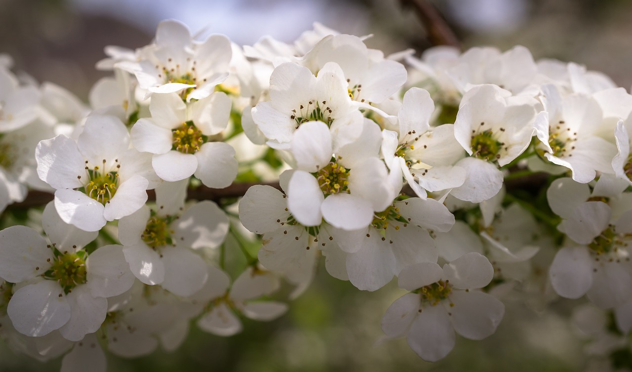 Meadowsweet Medžiai, Meadowsweet Gėlė, Gėlės, Pavasaris, Balta, Pavasario Gėlės, Gamta, Augalai, Baltos Gėlės, Žiedlapis
