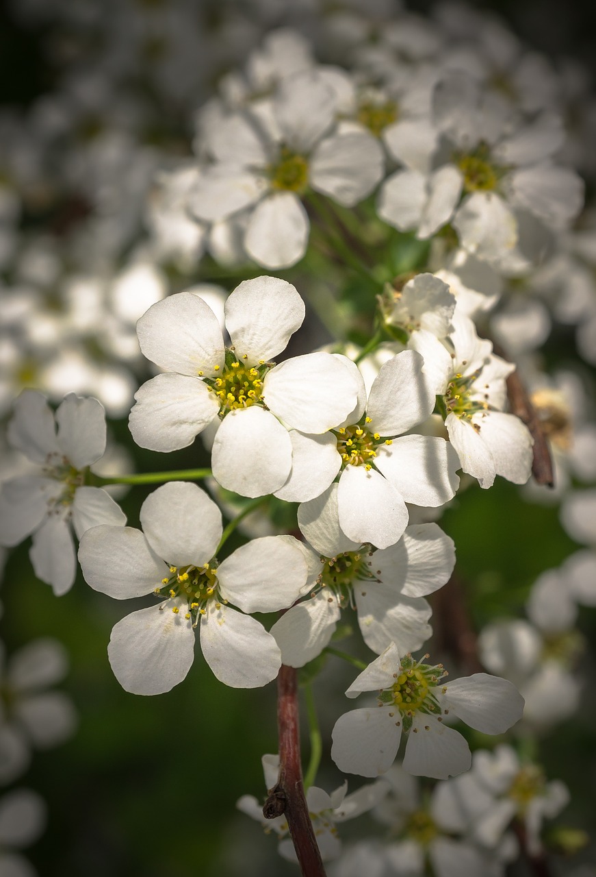 Meadowsweet Medžiai, Meadowsweet Gėlė, Gėlės, Pavasaris, Balta, Pavasario Gėlės, Gamta, Augalai, Baltos Gėlės, Žiedlapis