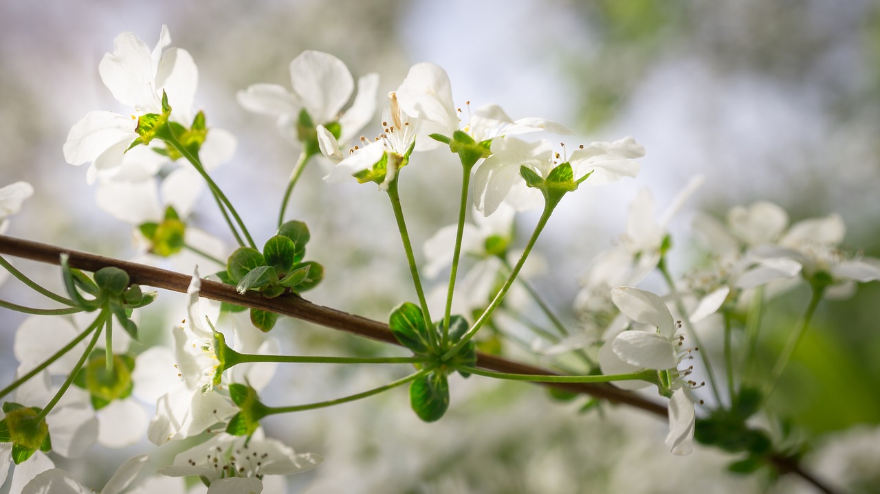Meadowsweet Medžiai, Meadowsweet Gėlė, Gėlės, Pavasaris, Balta, Pavasario Gėlės, Gamta, Augalai, Baltos Gėlės, Mediena