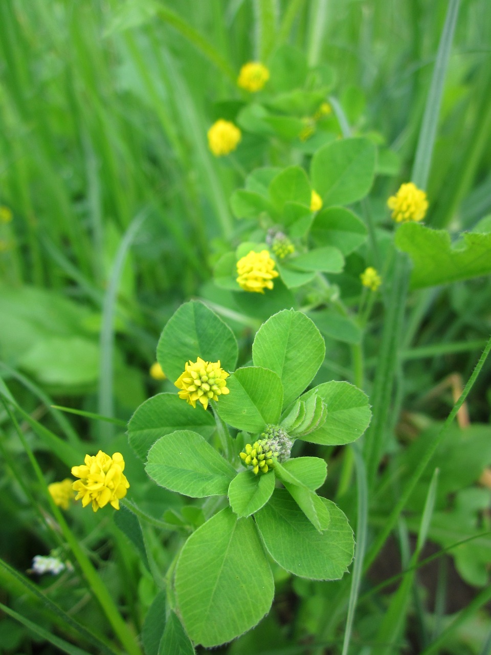 Medico Lupulina,  Juodas Medikas,  Neesuch,  Apynių Gvazdikėliai,  Wildflower,  Flora,  Botanika,  Augalas,  Rūšis,  Žydi