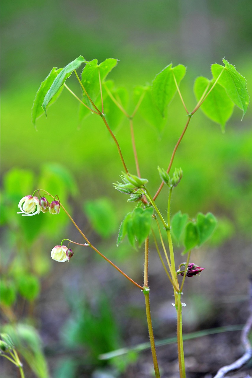 Vaistiniai Augalai, Epimedium, Sveikata, Nemokamos Nuotraukos,  Nemokama Licenzija