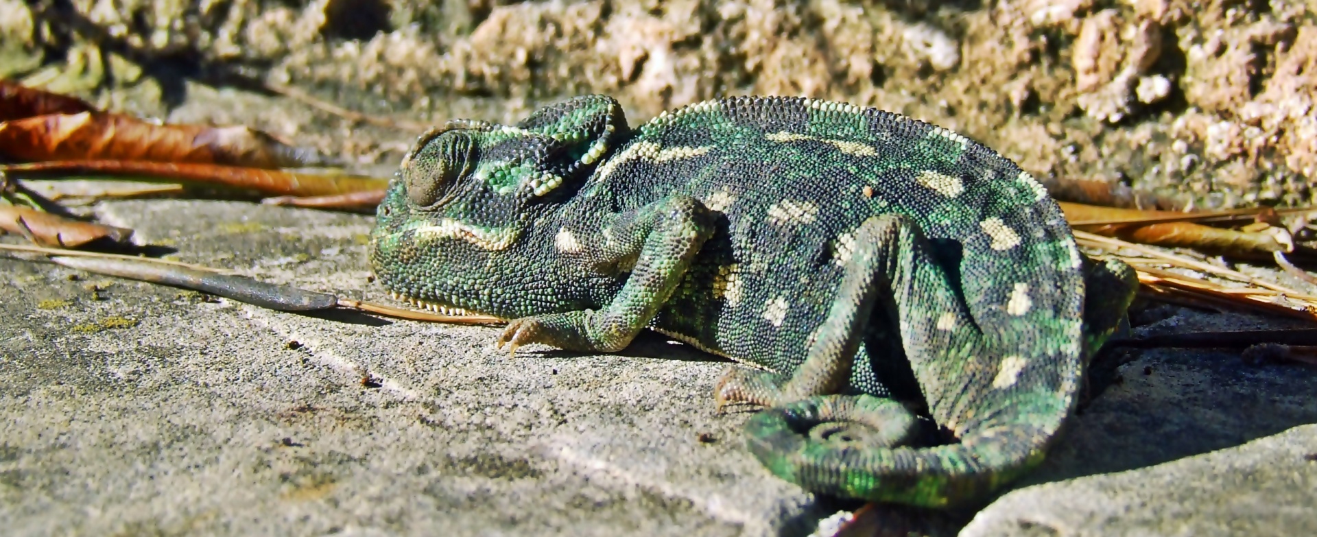 Chameleonas,  Ropliai,  Driežas,  Gyvūnas,  Laukinė Gamta,  Gamta,  Laukiniai,  Fauna,  Žalias,  Spalvinga