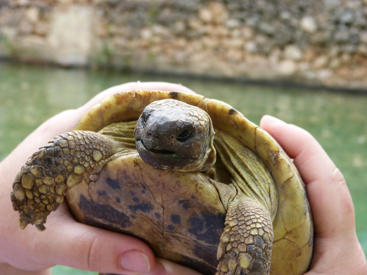 Viduržemio Jūros Vėžlys, Anksčiau, Montsant, Gamtos Parkas, Išsamiai, Nemokamos Nuotraukos,  Nemokama Licenzija