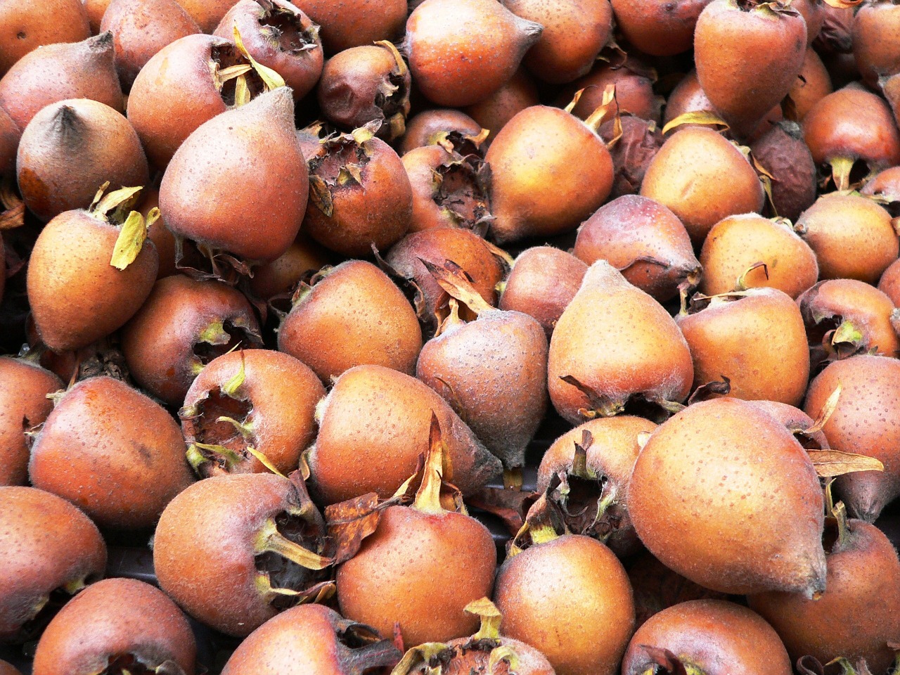 Medlar, Vaisiai, Ruduo, Nemokamos Nuotraukos,  Nemokama Licenzija