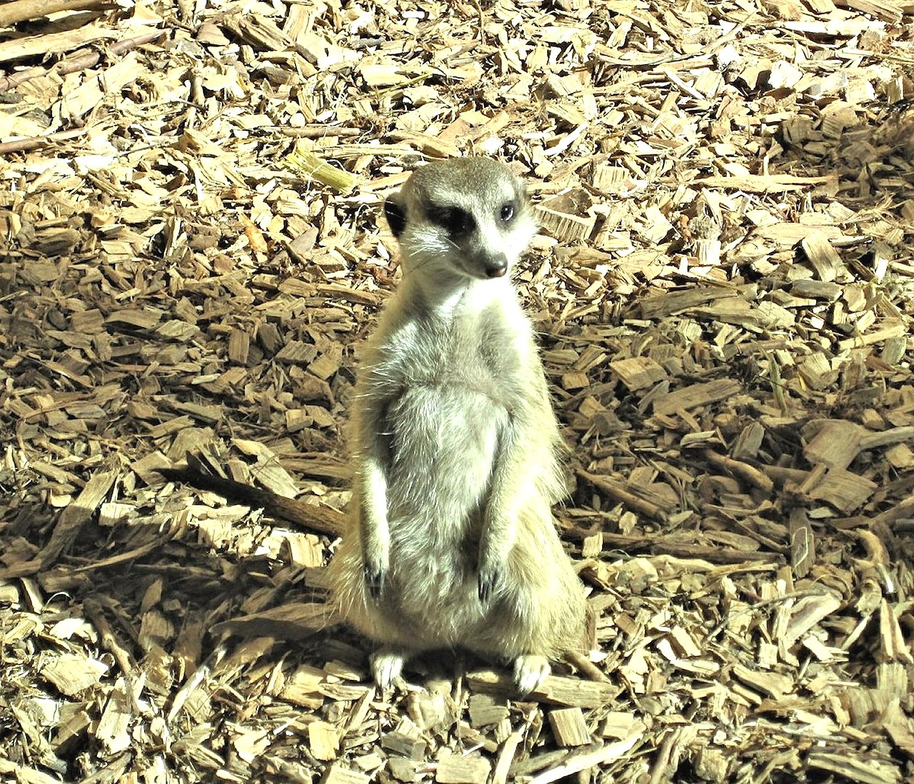 Meerkat, Mangoze Šeima, Buveinė, Zoologijos Sodas, Kanada, Nemokamos Nuotraukos,  Nemokama Licenzija