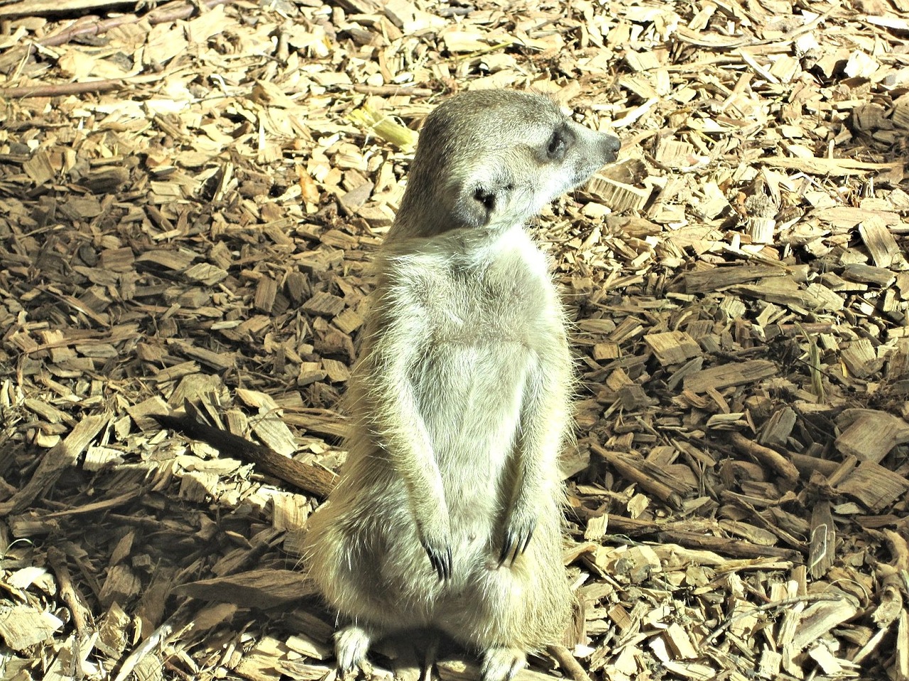 Meerkat, Mangoze Šeima, Zoologijos Sodas, Kanada, Nemokamos Nuotraukos,  Nemokama Licenzija