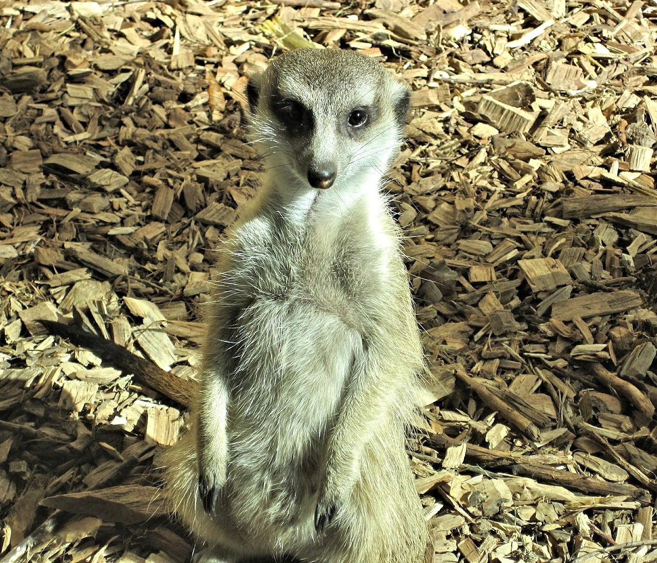 Meerkat, Mangoze Šeima, Kanada, Zoologijos Sodas, Parkas, Nemokamos Nuotraukos,  Nemokama Licenzija