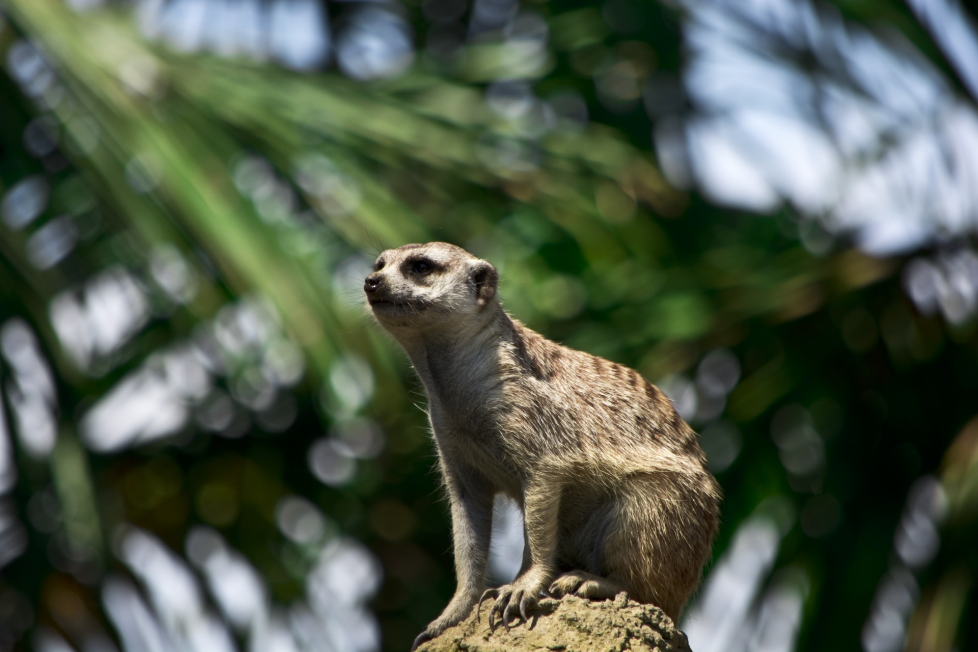 Meerkat,  Gamta,  Laukinė Gamta,  Zoologijos Sodas,  Meerkat, Nemokamos Nuotraukos,  Nemokama Licenzija