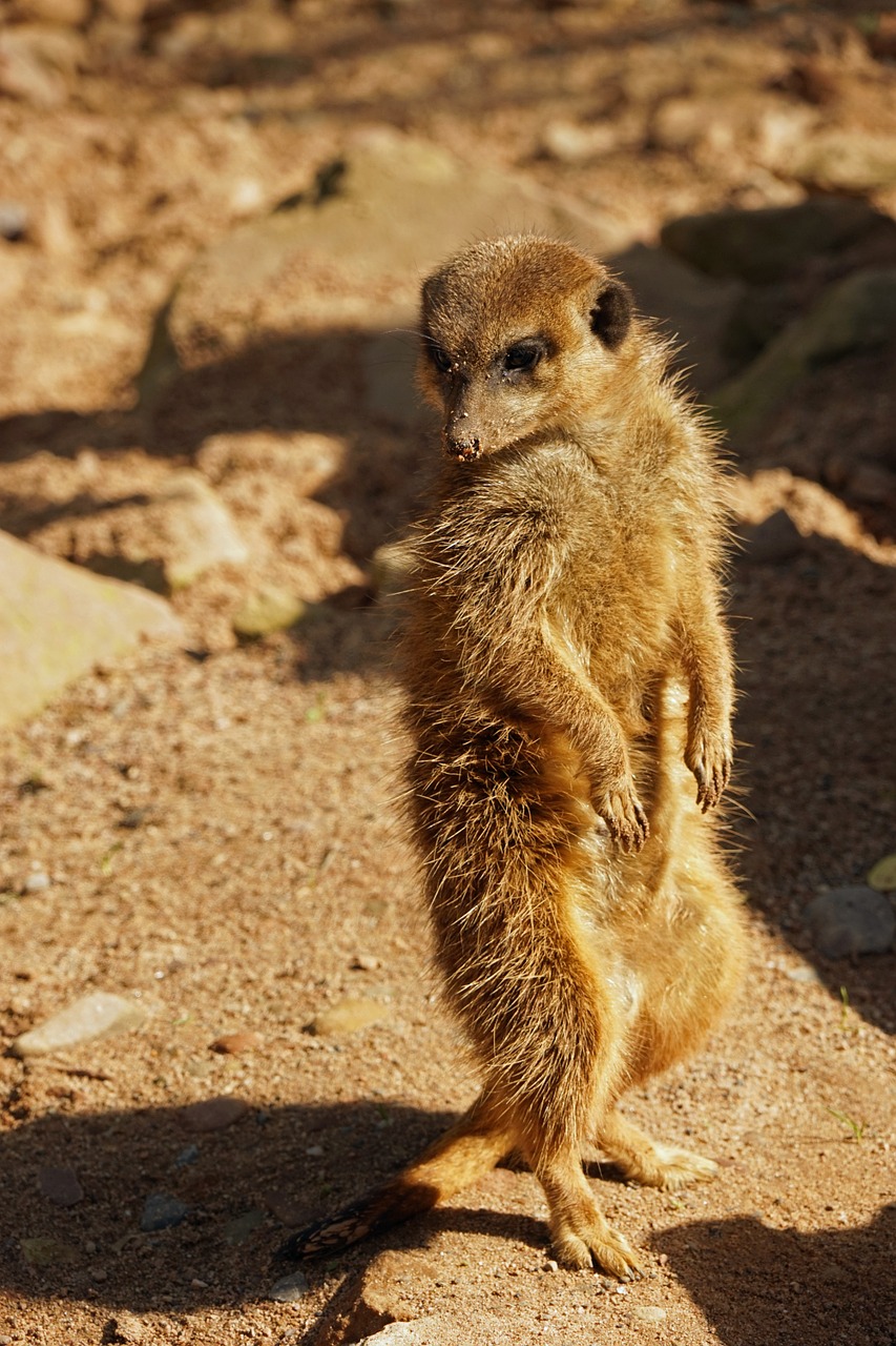 Meerkat, Apsauga, Dėmesio, Žiūrėti, Saugok Akis, Gyvūnų Portretas, Nemokamos Nuotraukos,  Nemokama Licenzija