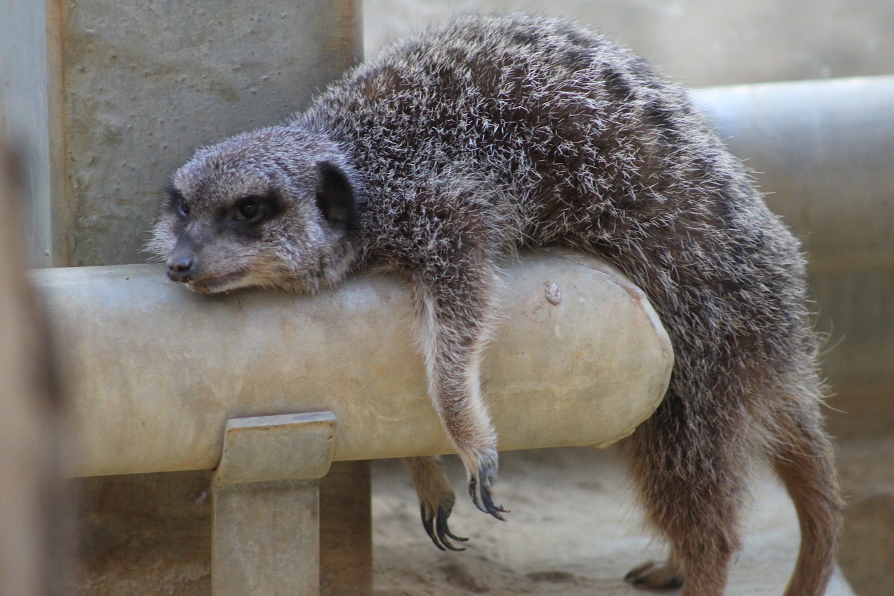 Meerkat, Gyvūnas, Zoologijos Sodas, Nemokamos Nuotraukos,  Nemokama Licenzija