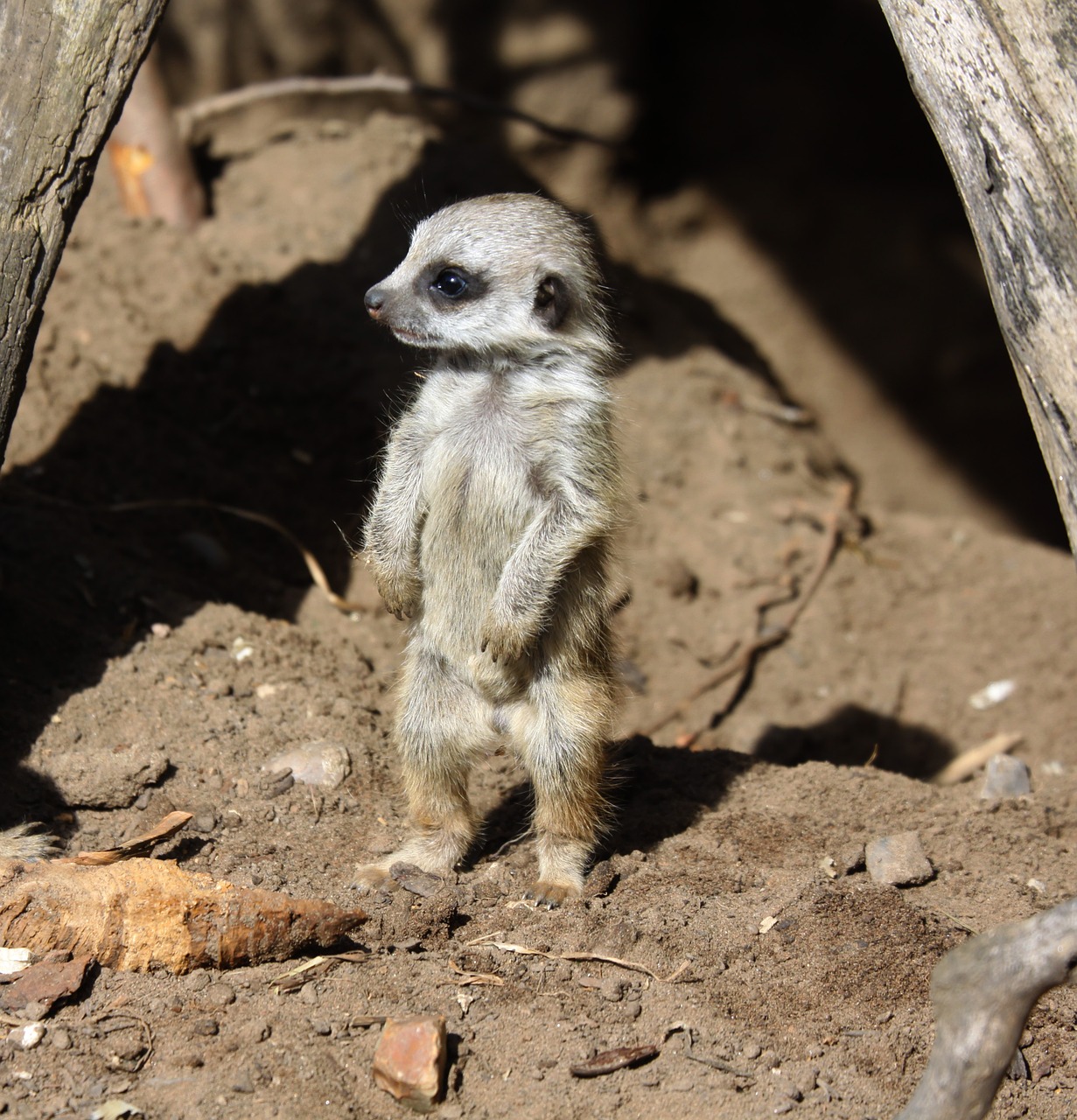 Meerkat, Kūdikis, Mielas, Kailis, Jaunas, Gamta, Gyvūnas, Žinduolis, Mažai, Mažas